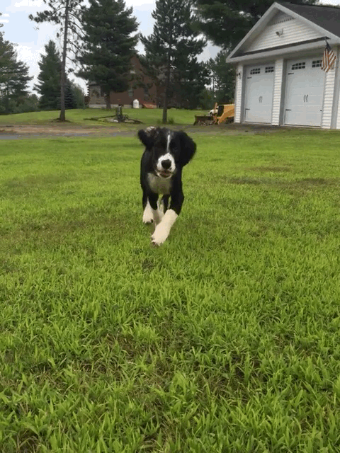 Charlie, English Springer Spaniel/Border Collie