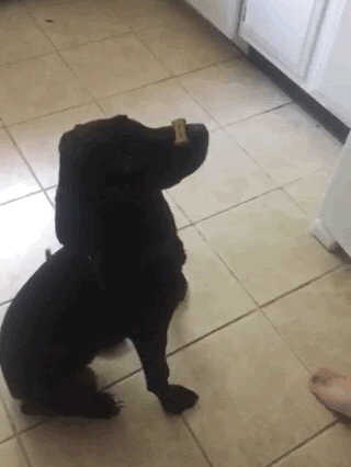 Ollie, Chocolate Lab