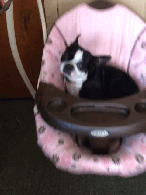 Zoso, Boston Terrier