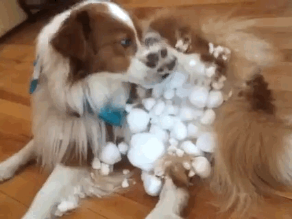 Beau, Border Collie/Australian Shepard