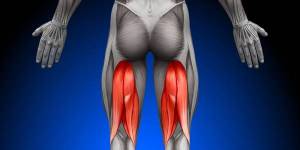 hamstrings