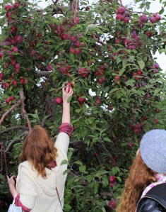 Apple picking