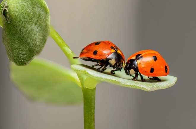 ladybugs-1593406_1920.jpg