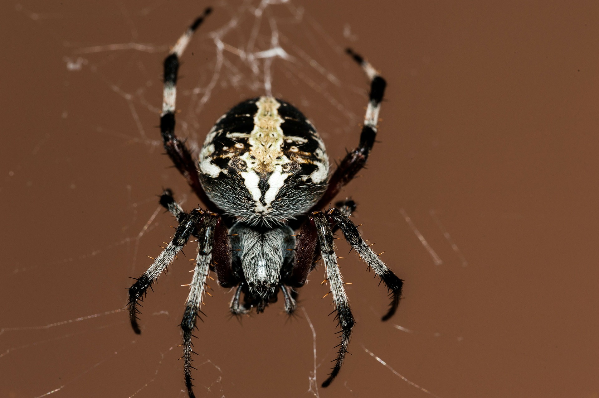spider-195836_1920.jpg