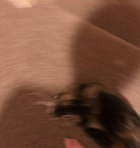 Staff Writer Jessica's cat Prinnie waiting for her after she leaves the shower.