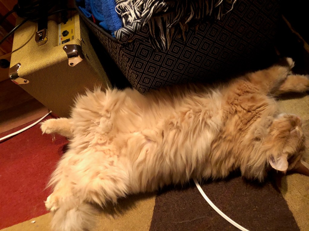 Staff Writer Jessica's cat Apollo relaxing and revealing his stomach.