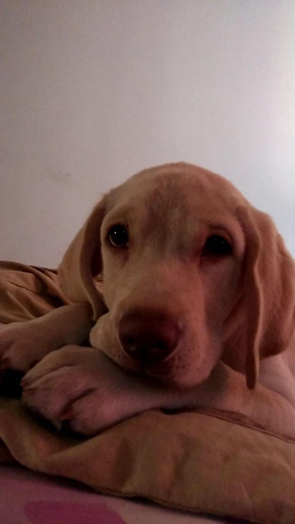 Social Media Editor Amay's dog Jimmy.